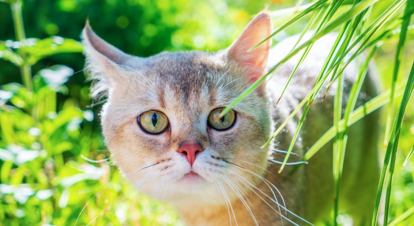 6 növény, amely sérülést vagy problémát okozhat a macskának