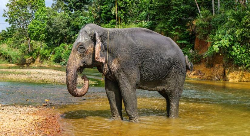 Különös vásárló Thaiföldön: elefánt nézett be nasizni a boltba