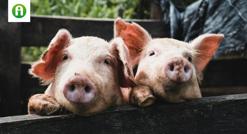 Új korszak kezdődik az állategészségügyben: fókuszban az antibiotikum-használat visszaszorítása