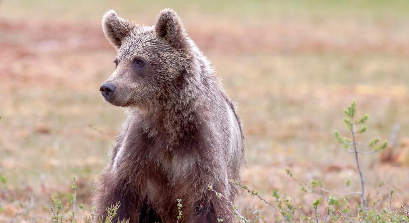 Visszajáró medvére figyelmeztettek a hatóságok Csíkszeredában