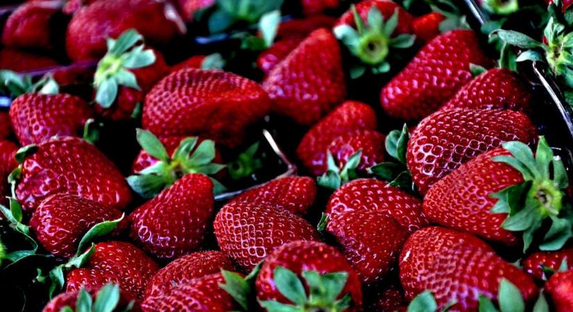 Trükköző álőstermelők buktak