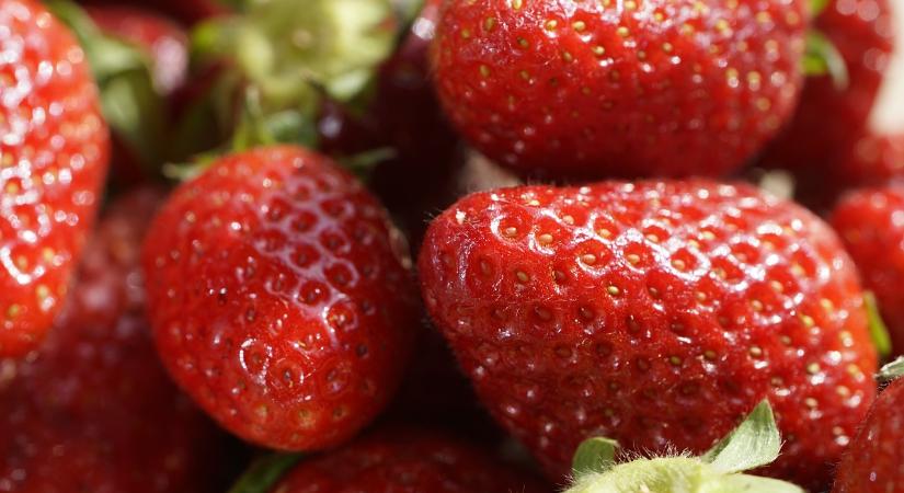 A Nébih sem pihent a tavasz végén, szamócaárusokat ellenőriztek