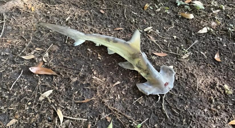 Cápa esett az égből Dél-Karolinában