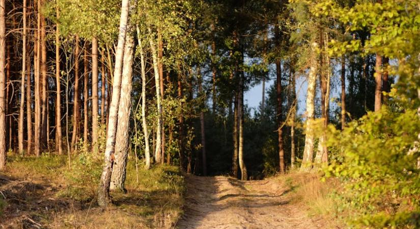 Elképesztő ritkaságot vett fel a vadkamera a Bakonyban (videó)