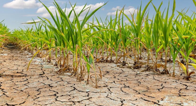 Az Agrárminisztérium új támogatással segtíti az aszállyal sújtott kukoricatermelőket