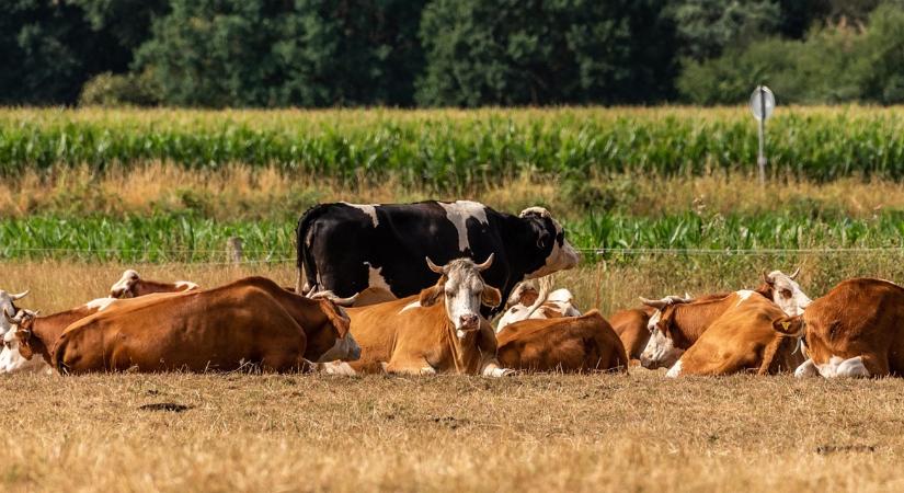 Teljes átrendeződés volt a hazai vágóhidakon