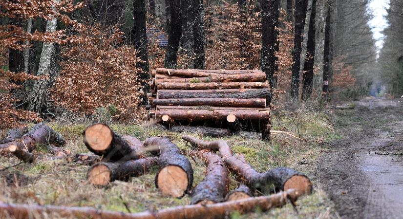Kerekasztalbeszélgetést tartott a NAK erdőgazdálkodók számára