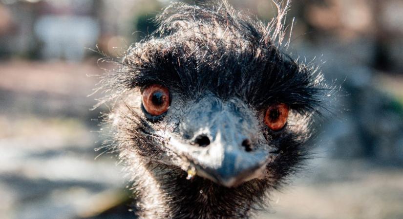 Emuk győzték le a géppuskákkal felvonuló ausztrál hadsereget