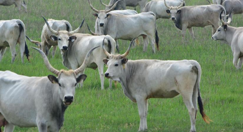 Ez a természetvédelmi projekt megváltoztatja a Balaton-felvidéket