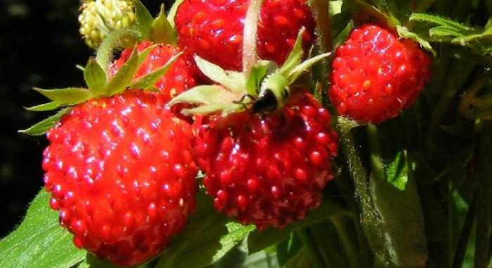 Szamócaellenőrzéseket tartott a Nébih a jogszerű őstermelői értékesítés védelme érdekében