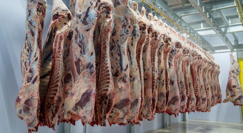 Meglepő, ami a magyar vágóhidakon zajlik: érdekes adatok láttak napvilágot