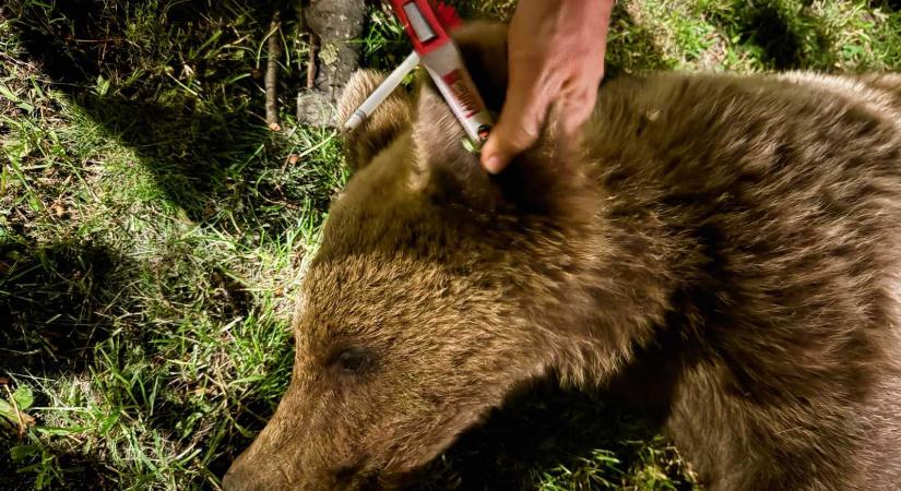 Ez már tényleg nem játék – Csíkszereda minden városrészében medvék járnak