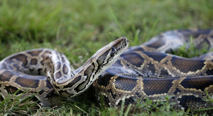 Rekordévet zártak a floridai pitonvadászok