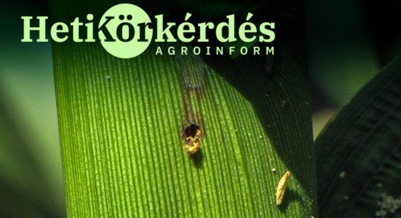 Mit tehetünk a toxinmentes kukoricánkért? – Heti Körkérdés