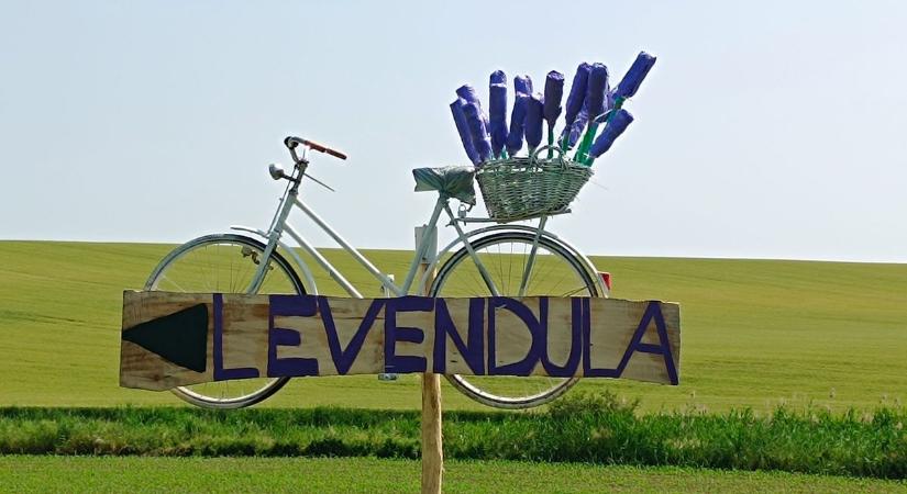 Levendula szedd magad és vedd magad egész Fejérben