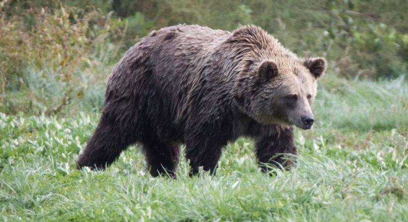 Medve bóklászik hazánkban – Ön tudja mi a teendő, ha találkozna vele?