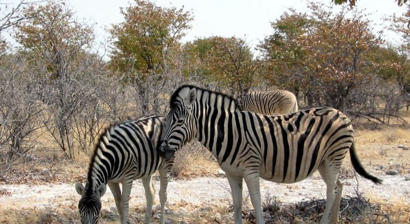 Repülő zebra okozott galibát a sztrádán