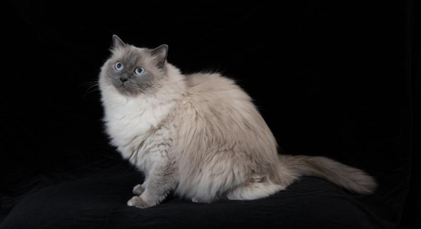 Cherubim: a ragdollrajongók számára egy hatalmas csoda