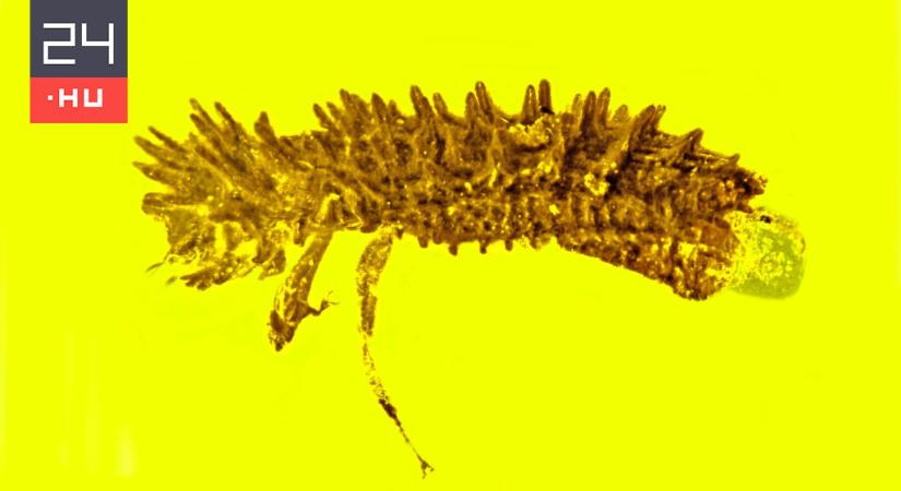100 millió éves bogarat találtak