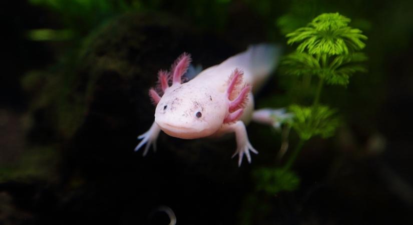 Az axolotlok visszanövesztik végtagjaikat. Vajon nekünk is segíthetnek ebben?