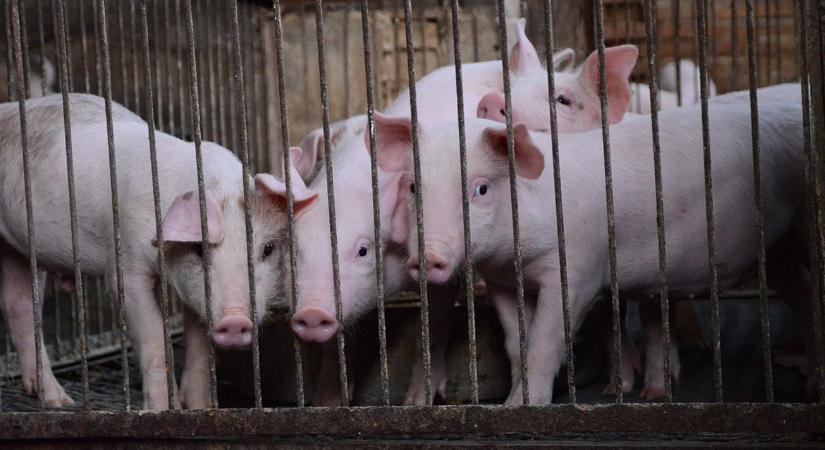 Forradalmi algoritmus: így látják előre a vágási súlyt már a malac születésekor