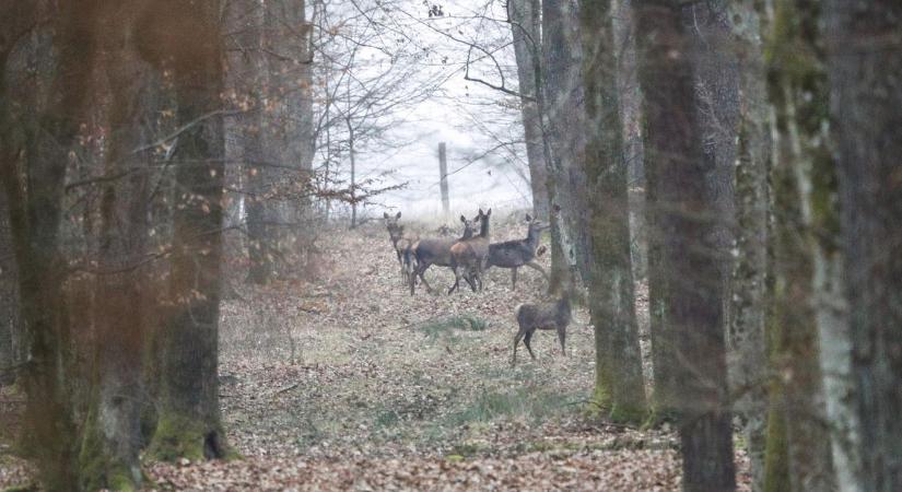 Veszélyes toxin terjed a forróság miatt, óriási problémák sújtják a vadállományt