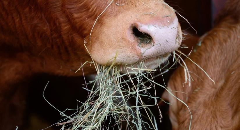 A leleményes gazda kukásautóból fejlesztett etetőkocsit – és működik!