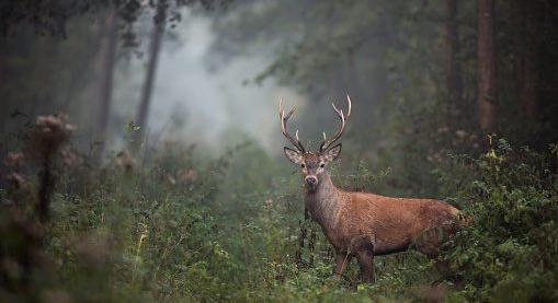 Veszélyben a vadállomány
