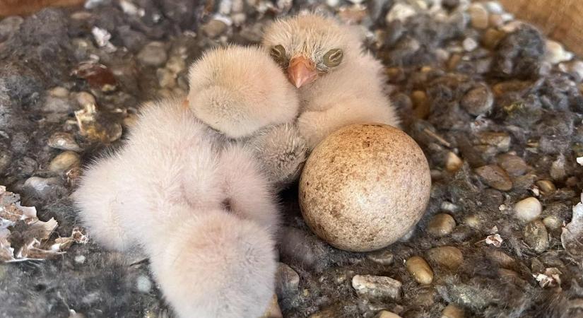 Költőládákat helyezett ki egy madárbarát Polgárdi határában – már lakói is vannak