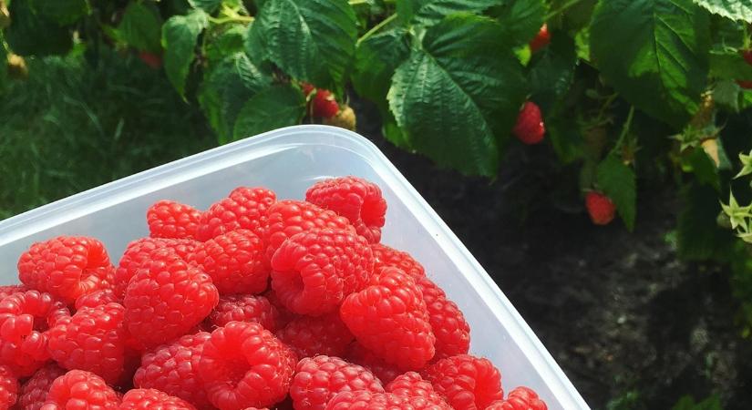 Ki szedi le a málnát? Nemcsak Magyarországot, Szerbiát is munkaerőhiány sújtja