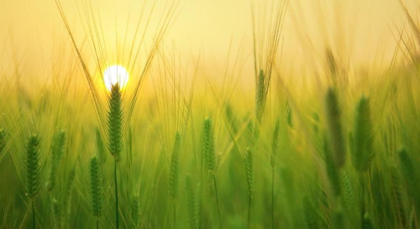 Fókuszban az ifjú gazdák és az élelmiszerbiztonság – szeminárium Brüsszelben
