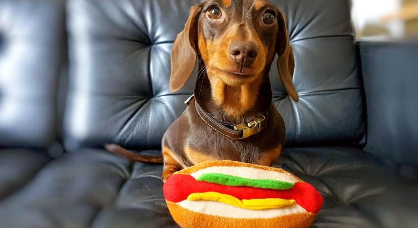 Vicc, legenda vagy hátborzongató igazság? – Mi köze a hot dognak a kutyákhoz?