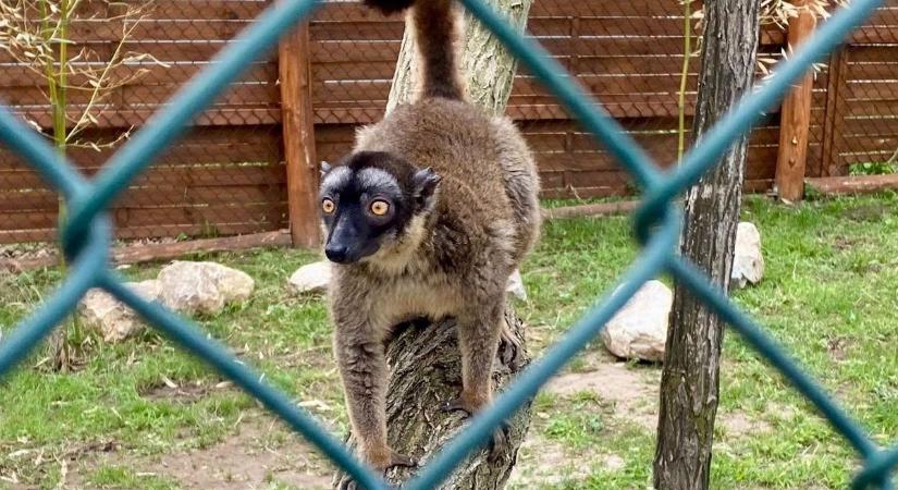 Madagaszkár beköltözött Fejér vármegyébe – Megnyílt a Maki-Udvar (képgalériával)
