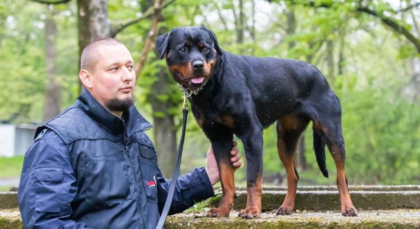 „Idegeneknek nem ajánlom, hogy simogassák” – vérprofi rottweiler üldözi majd a hevesi bűnözőket