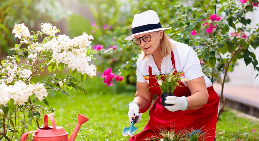 Öt gyorsan növő, gyönyörű talajtakaró gyomok ellen