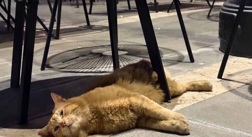 Nemcsak akkor kóbor a macska, ha nincs gazdája