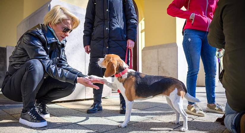 „Ez valódi áttörést jelent!” – Debrecen állatvédelmi referense üdvözölte a szigorítást