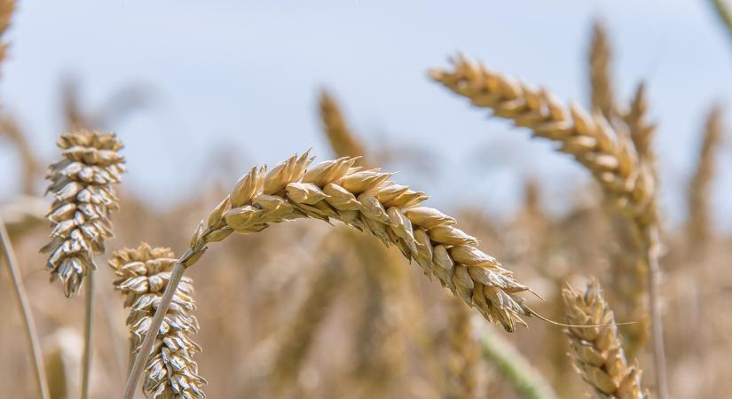 Szárazságra és klímavátozásra nemesített fajtákat kínál a Szegedi GK