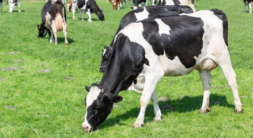 Aggódnak az állattartók: súlyos gond vár rájuk a következő időszakban