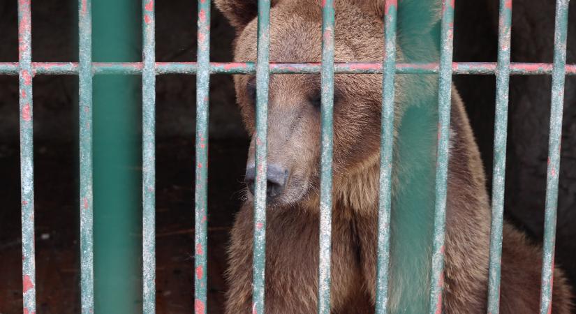 Újabb medve sétált csapdába a marosvásárhelyi állatkertnél (VIDEÓ)