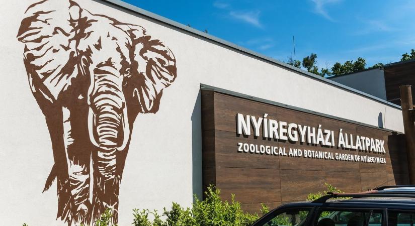 Újabb szenzáció: veszélyeztetett állatokkal gyarapodott a Nyíregyházi Állatpark