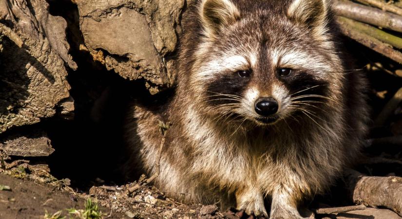 Kitiltották a kocsmából, bosszúból bedobott hozzájuk egy mosómedvét
