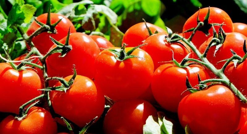 Dupla annyi termést hoz a paradicsom és a paprika ezzel a filléres trükkel