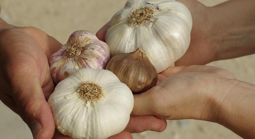 Import vs. hazai: így ismerd fel a különbséget a fokhagyma között