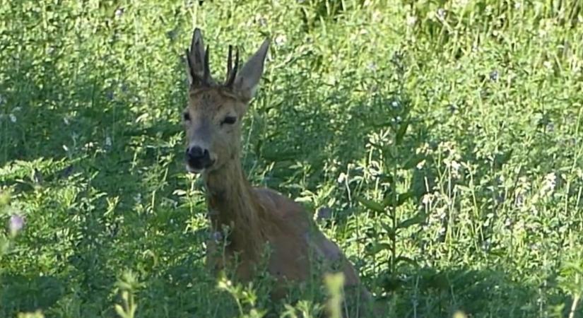 Baranyai kuriózum! Sutaként viselkedő, gidát vezető „őzbakot” figyeltek meg – VIDEÓ!
