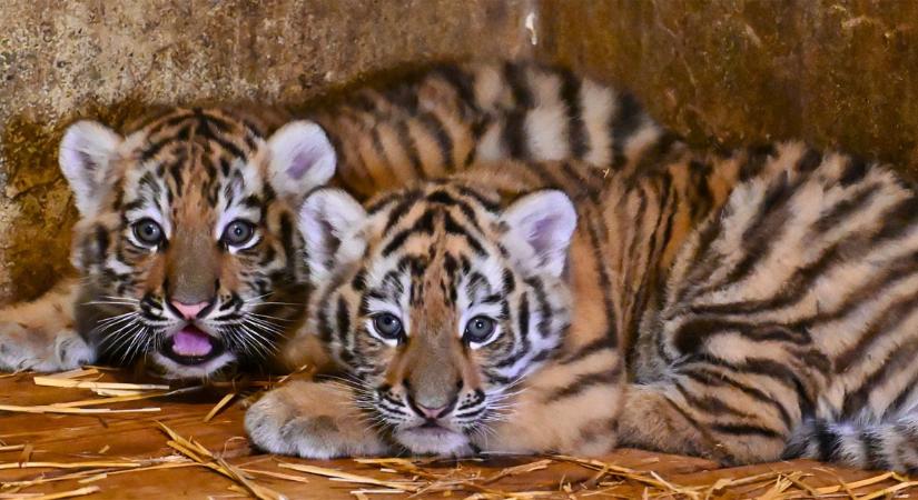 Nyolcévesen apa lett Dáriusz, a Debrecenben született tigris – fotókkal