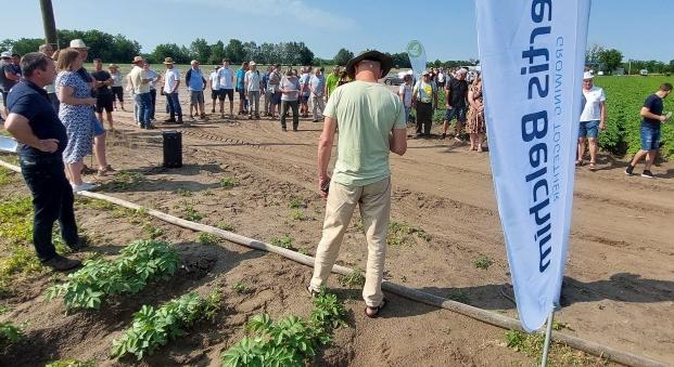 Lehet sikeres a burgonyatermesztés, főleg hazai fajtákkal