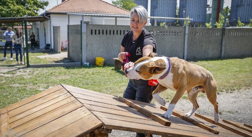 Állatmenhelyként működik a gyepi