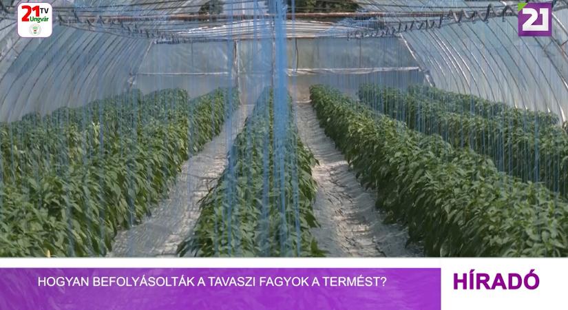 Hogyan befolyásolták a tavaszi fagyok a termést? (videó)
