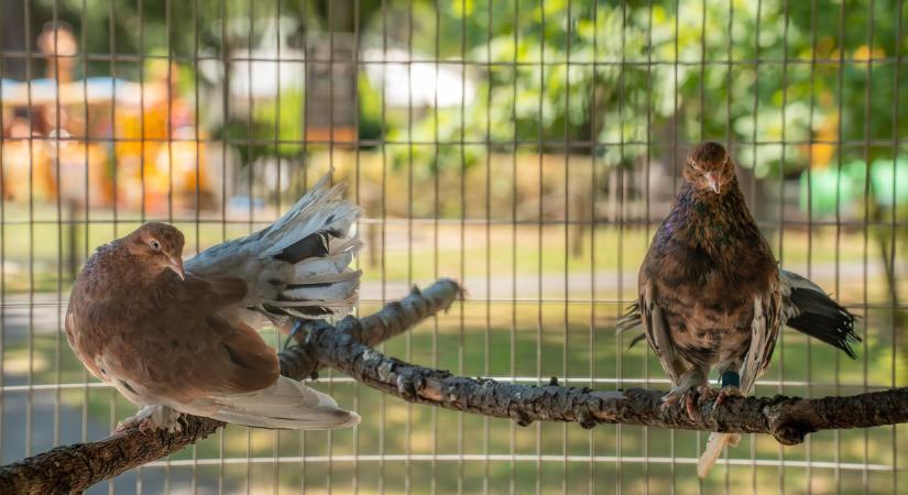 Debreceni pergőgalambokkal bővült a cívisváros állatkertje